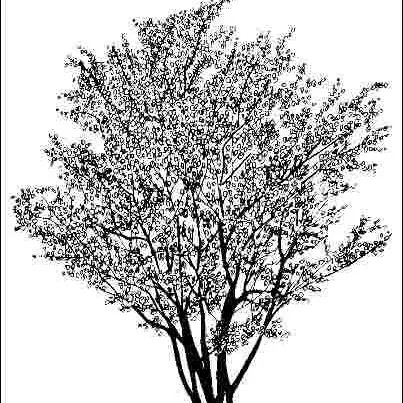 thumbnail for publication: Amelanchier laevis 'Prince Charles': 'Prince Charles' Allegheny Serviceberry